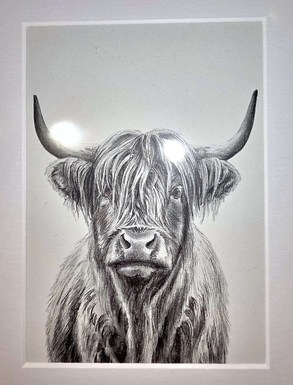 Highland Coo by Helen Laurenson of Variorum